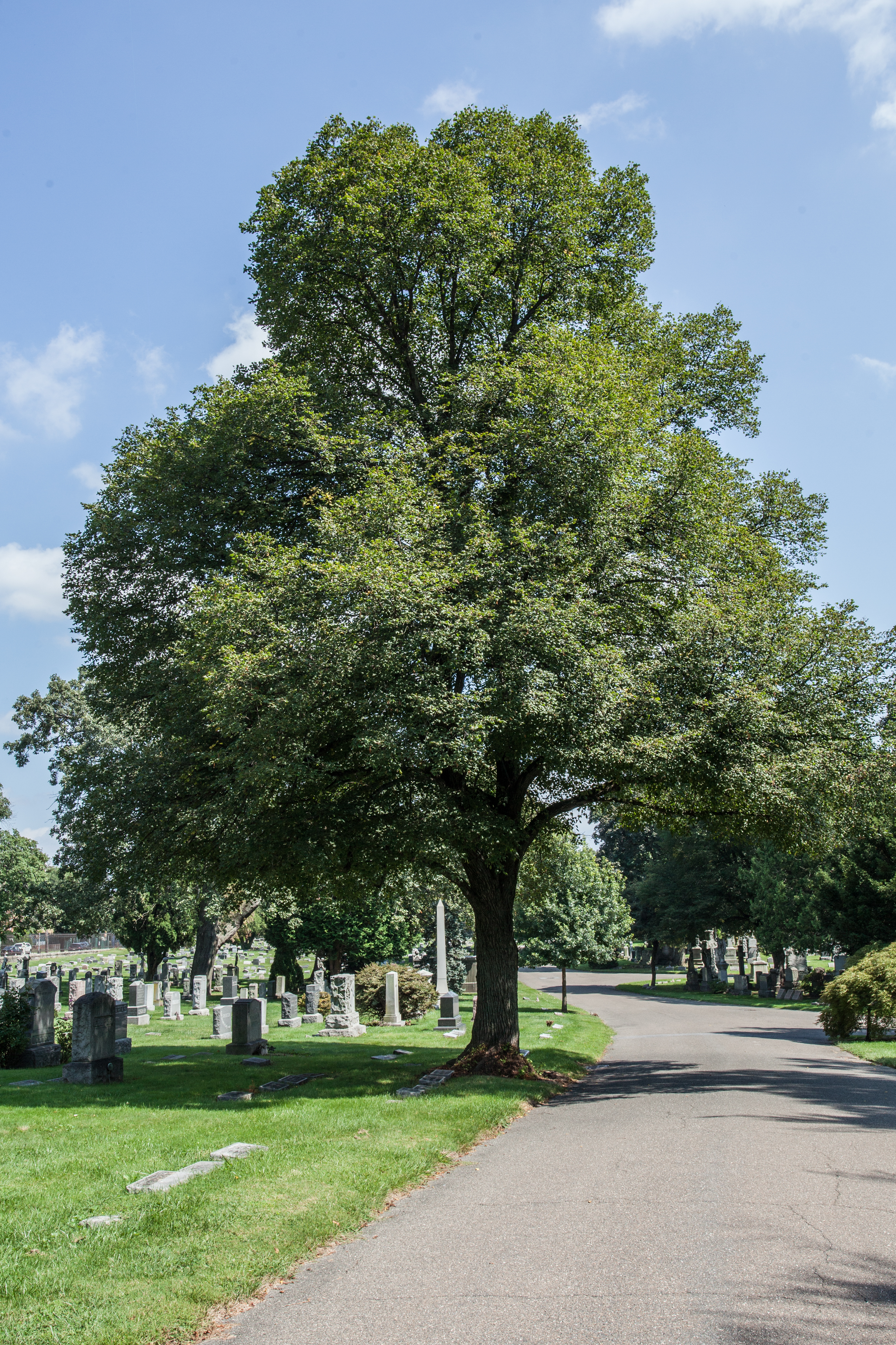 Tilia cordata (Littleleaf Linden)